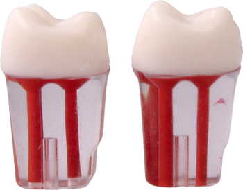 Root canal practice model #26 (2 pcs pack)