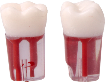 Root canal practice model #46 (2 pcs pack)