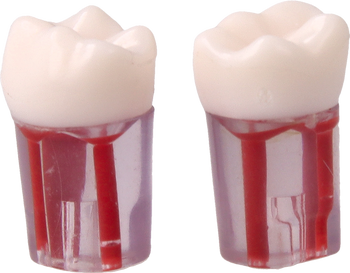 Root canal practice model #36 (2 pcs pack)