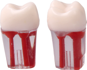 Model zęba do ćwiczeń endodontycznych #16 (op. 2 szt.)